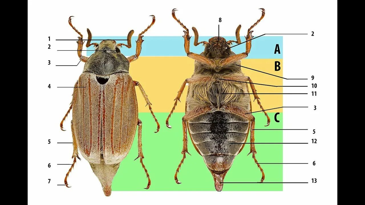 Строение насекомого майского жука. Внешнее строение насекомых. Строение тела насекомых. Насекомые голова грудь брюшко. Внутреннее строение насекомых.