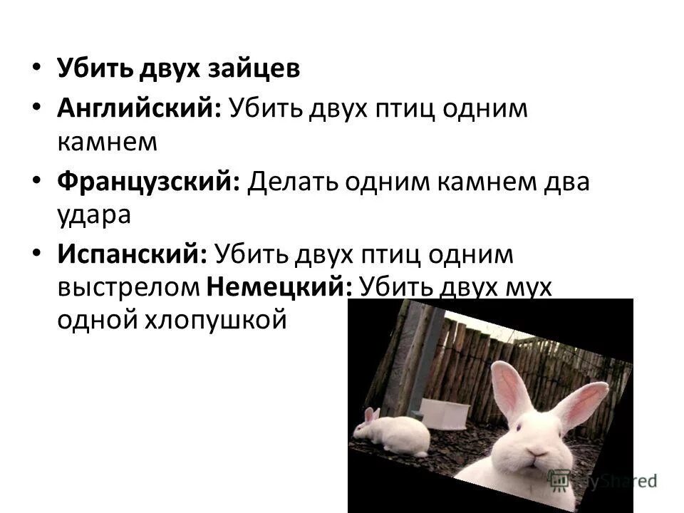 Не убивай на английском. Пересмешник на английском. Не убивай на английском. Не убивай на английском. Зника в защиту животных.