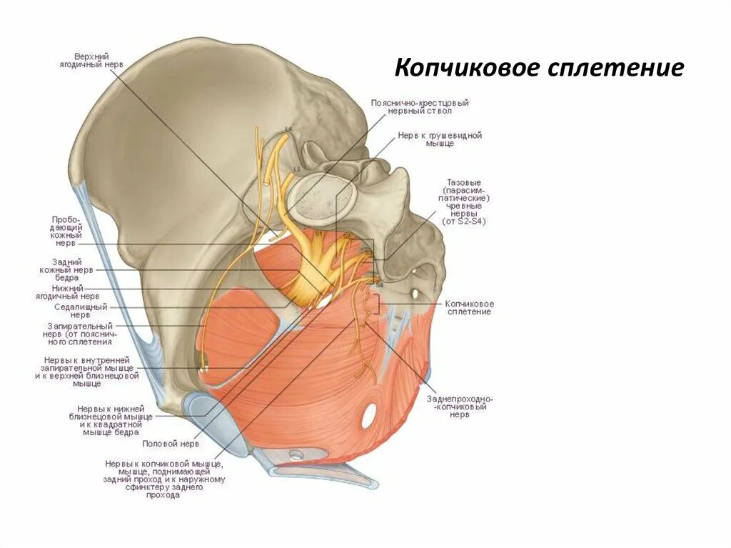 Мышца поднимающая задний проход. Мышца поднимающая задний проход
