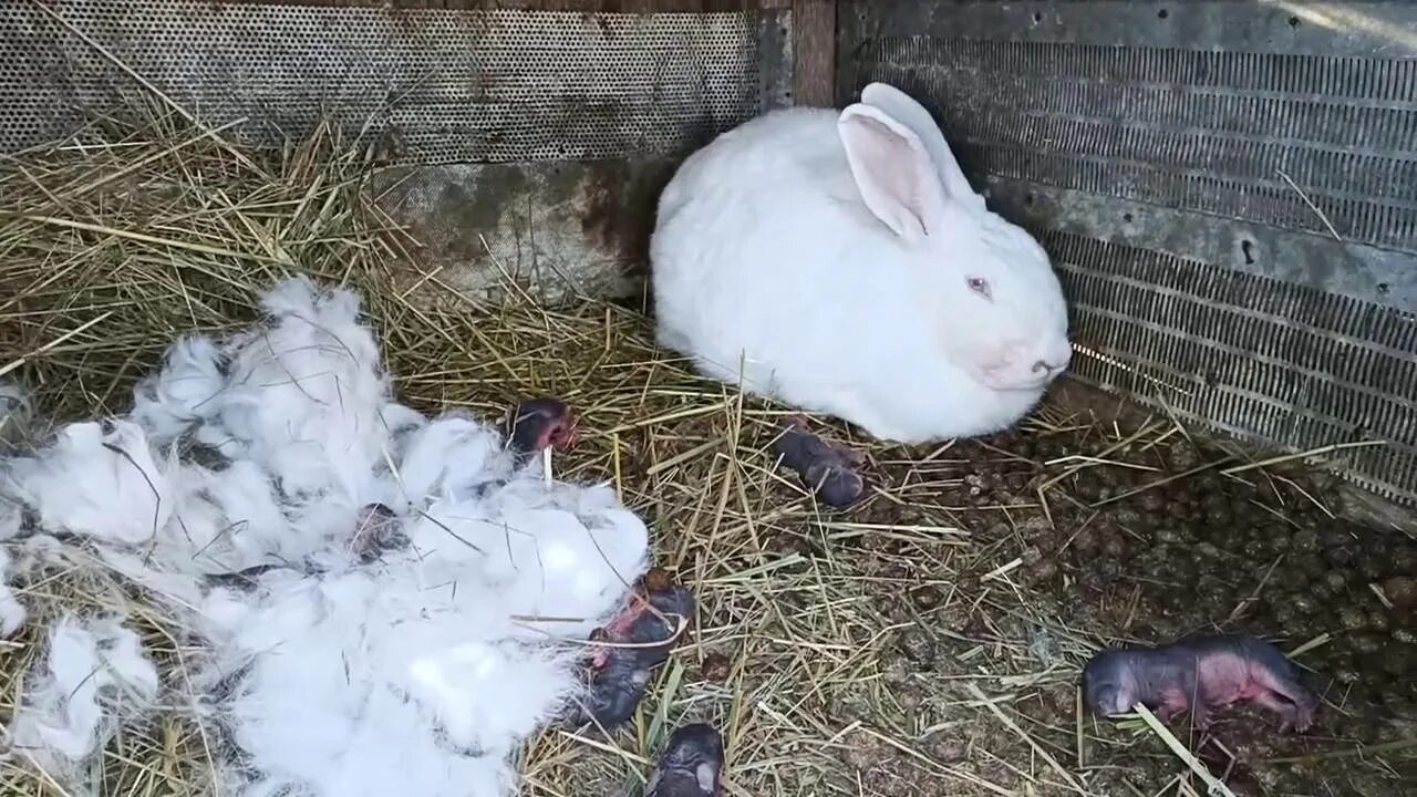 Сколько вынашивают кролики