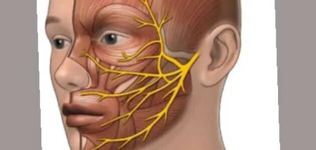 Блокада тройничного. Неврит лицевого нерва анатомия. Лицевой нерв и тройничный нерв. Блокада тройничного нерва. Нерв на лице.