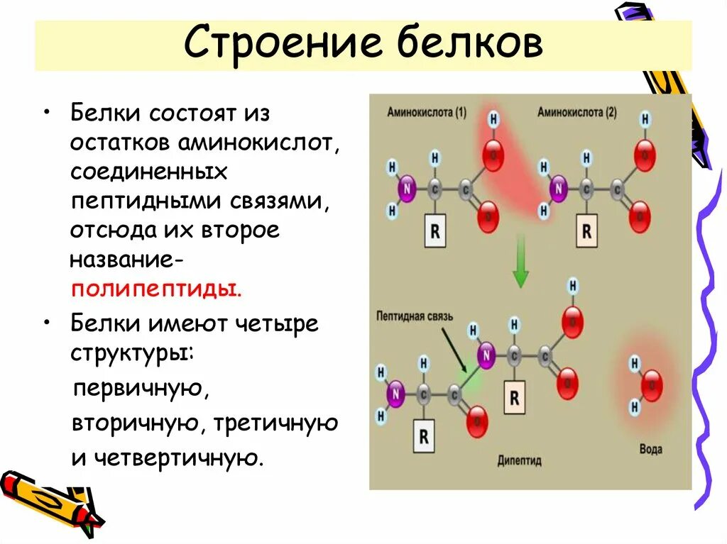 Строение первичной структуры белка химия. Состав структура и функции белков. Структура белков биология 10 класс. Структура белка биология.