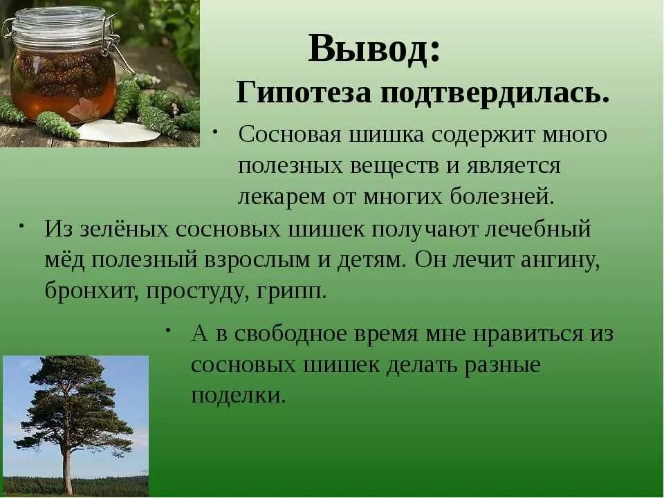 Вред хвойных. Настой на шишках сосны. Отвар из шишек сосны. Чем полезно варенье из сосновых шишек.