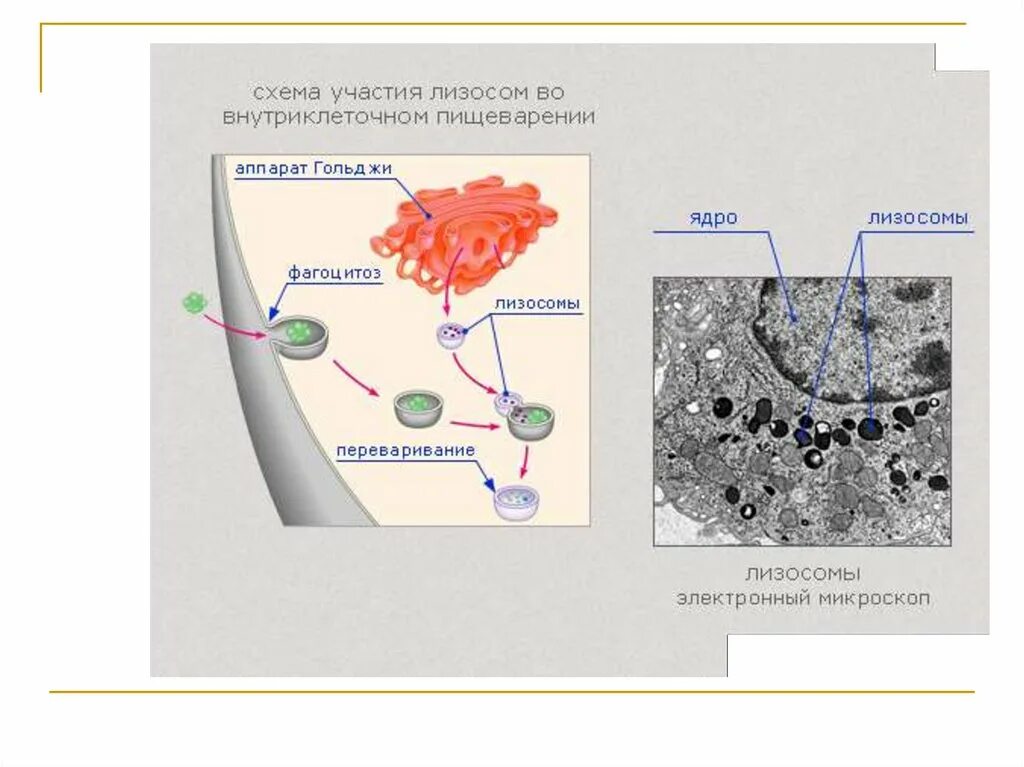 Схема строения лизосомы. Функция лизосом внутриклеточное. Схема лизосомы клетки. Функции лизосом эукариотической клетки. Схема лизосом