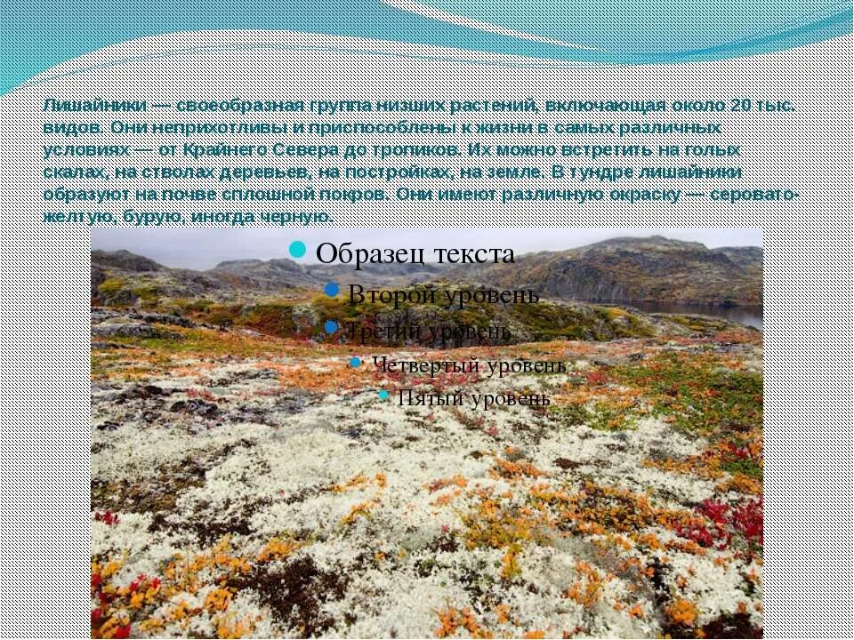 Лишайники накипные листоватые кустистые. Лишайники 6 класс биология. Класс лишайники. Лишайников 5 класс биология. Лишайники презентация.