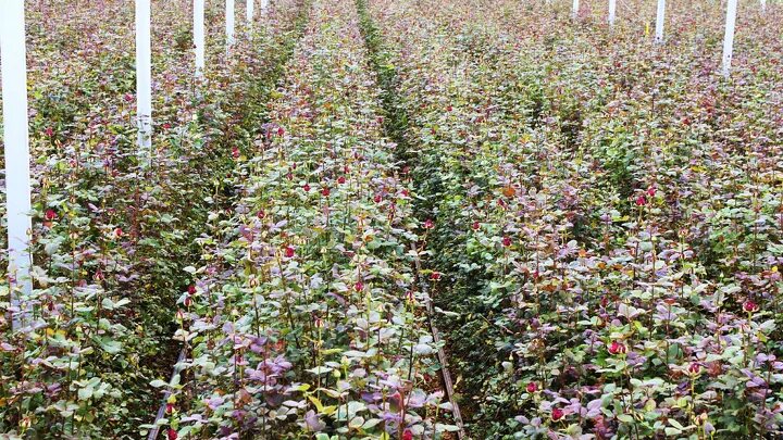 торговый дом чеховский сад. аромат роз питомник. чеховский сад тула. киреевский розарий чеховский сад. киреевский розарий чеховский сад.