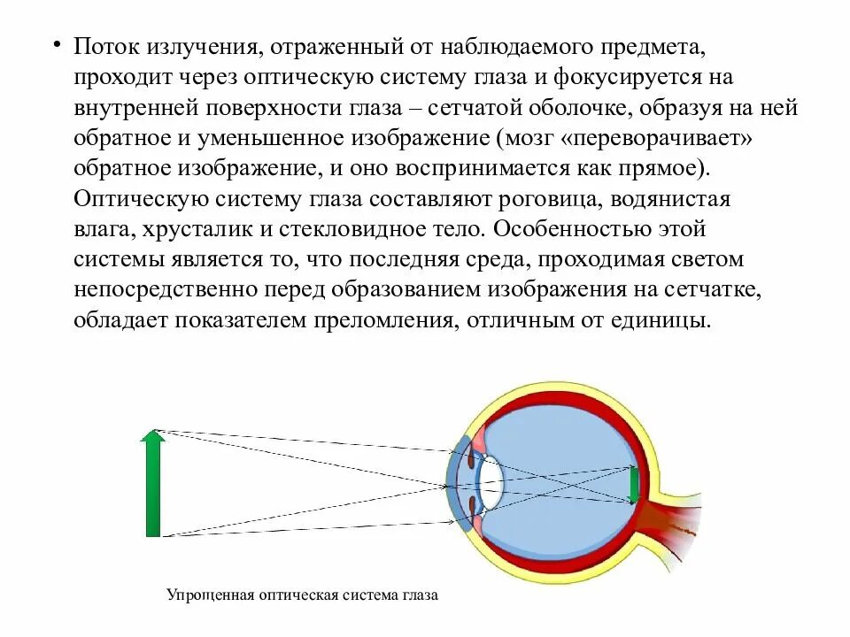 Оптическая система глаз последовательность. Оптическая система глаза. Изображение фокусируется на сетчатке глаза. Макет оптической системы глаза. Ход лучей через оптическую систему глаза.