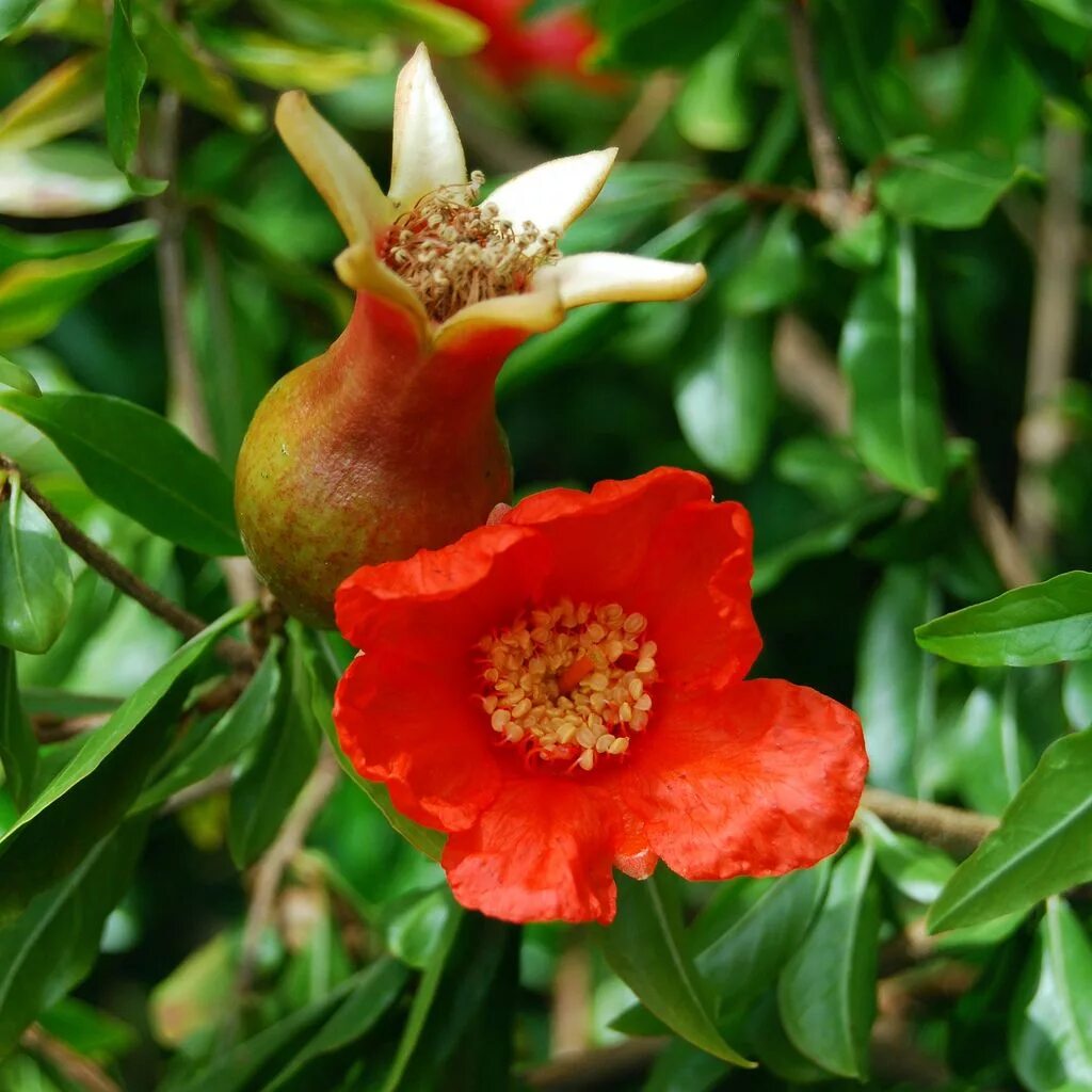 гранат цветет. гранат обыкновенный цветение. гранатовое дерево цветет. гранат дерево цветение. гранат (гранатник) обыкновенный.