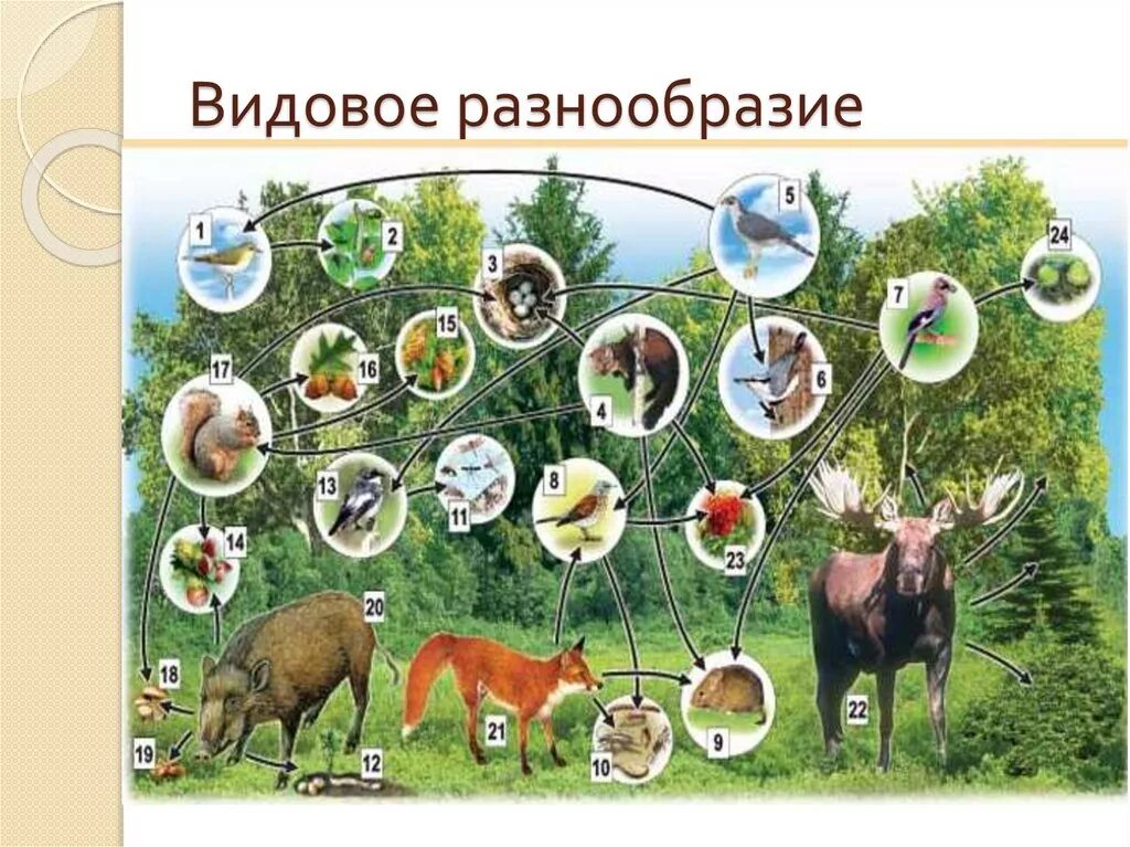 Биоценоз биогеоценоз экосистема. Видовое разнообразие. Экосистема лиственного леса. Видовое разнообразие леса. Разнообразие природных сообществ 5 класс биология пасечник