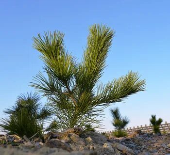 Ex pine