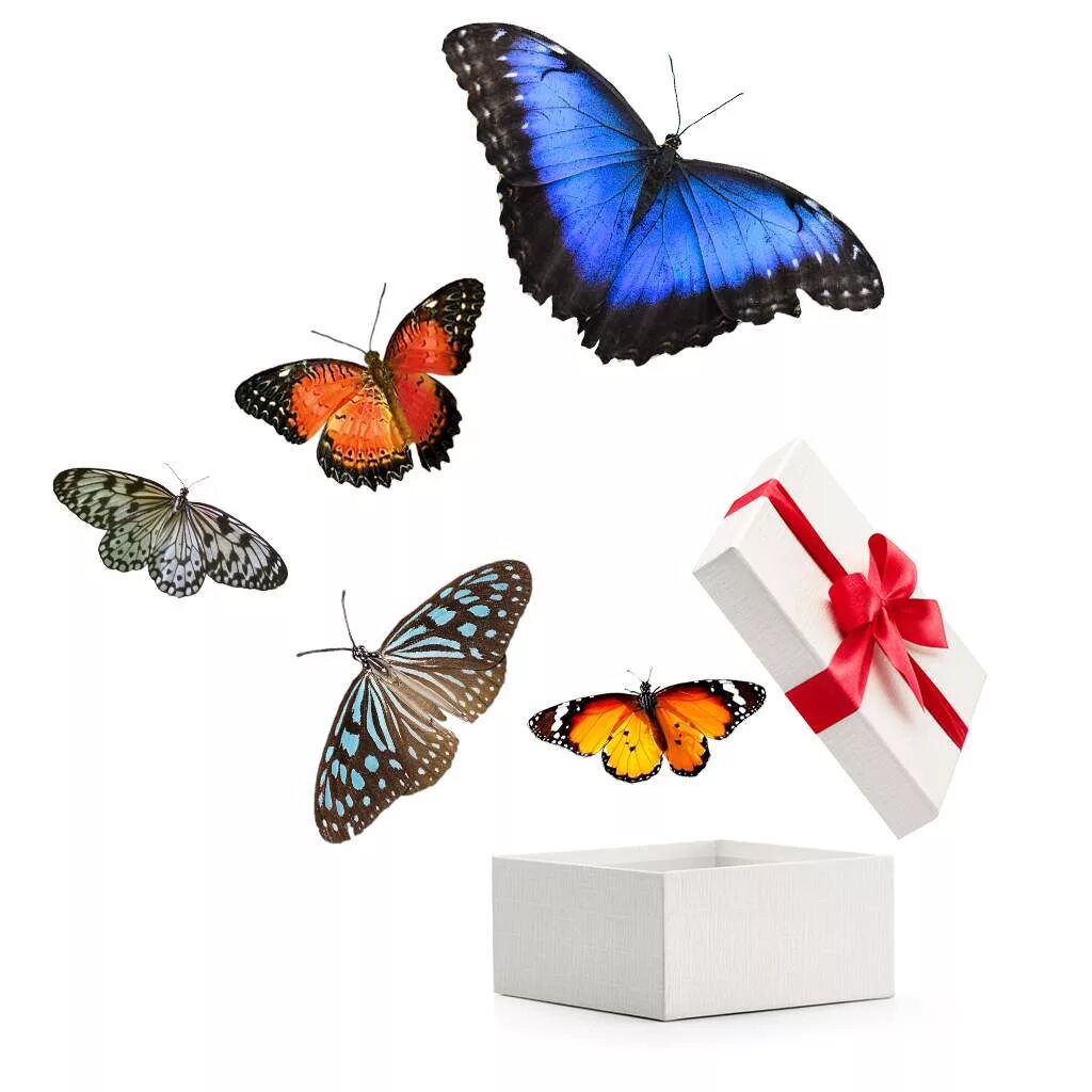 Купить бабочки с доставкой. Живые бабочки в подарок. Коробка с бабочками. Бабочки в коробке подарок. Бабочки живые в подарок в коробке.