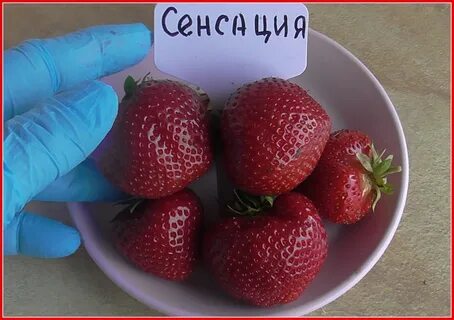 Клубника сенсация описание урожайность сорта