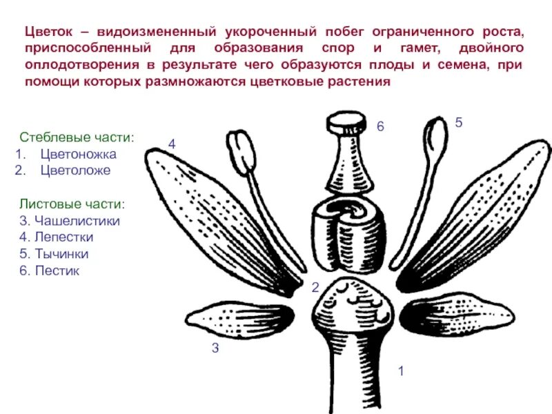 Видоизмененный генеративный побег. Цветок видоизмененный побег. Цветок это видоизменённый побег. Цветок это видоизмененный. Видоизменения укороченный поббег.