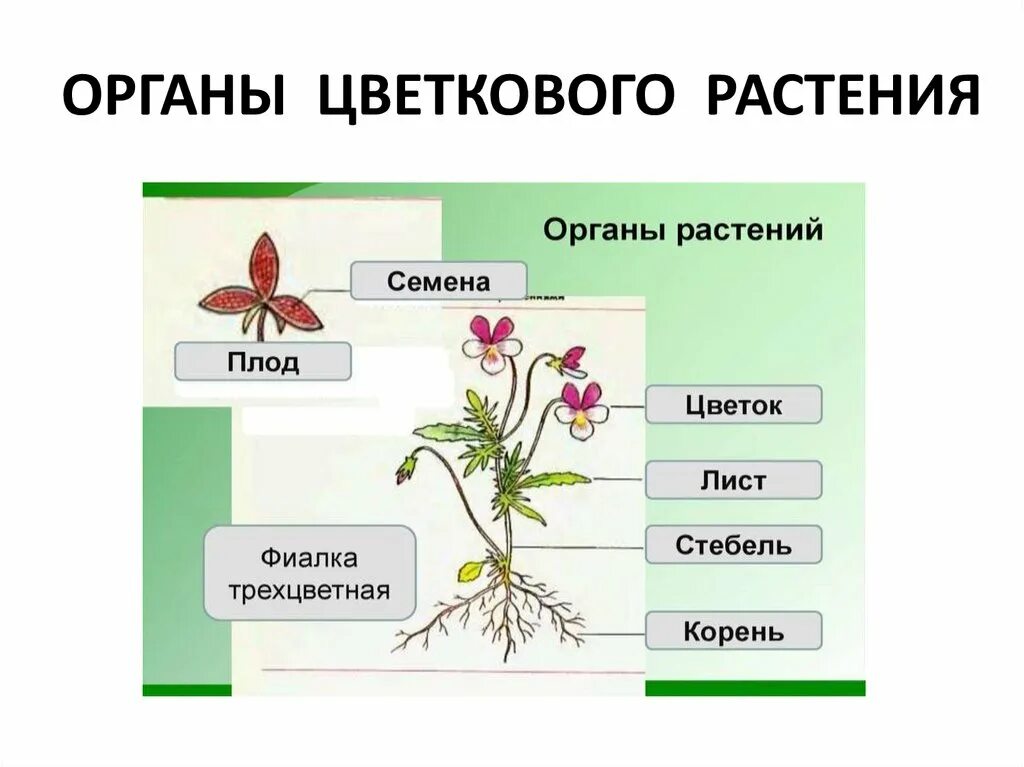 Строение цветковых рисунок