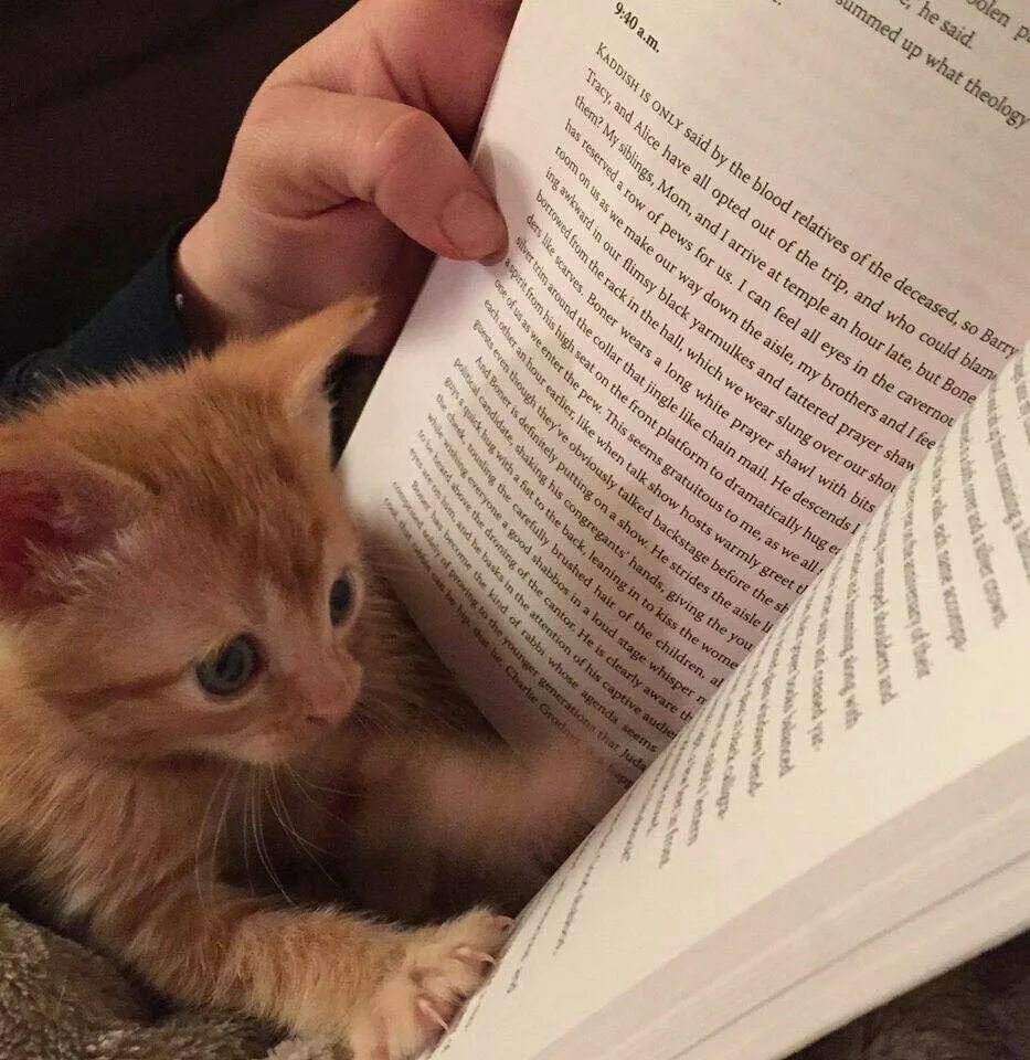 Поставь какую нибудь книгу