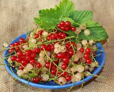 Белая красная смородины