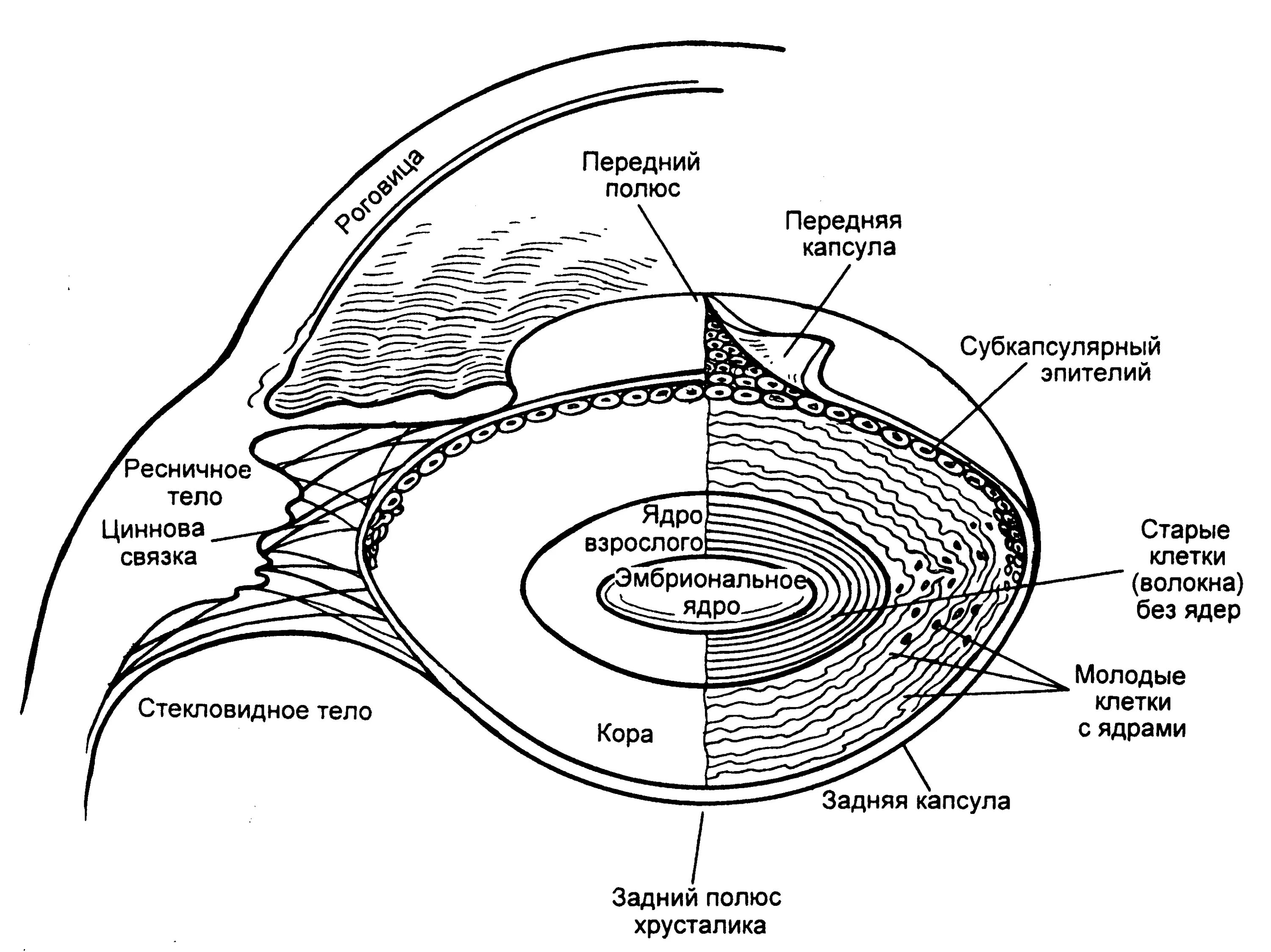Задний полюс глаза. Гистологическое строение хрусталика. Строение хрусталика гистология. Строение хрусталика глаза. Строение хрусталика слои.