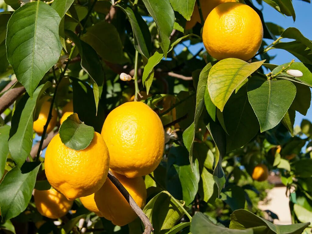 Лимон растет в россии. Lemon Tree (лимонное дерево). Лимонное дерево Limon Agaci. Дерево лимон (Cítrus Límon). Сад с лимонами.