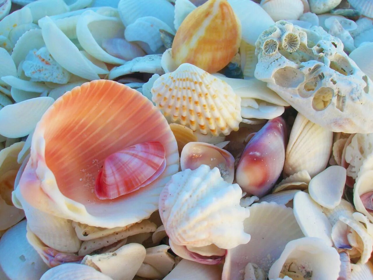 Sells seashells. Морская раковина. Ракушки морские. Красивые ракушки. Разноцветные ракушки.