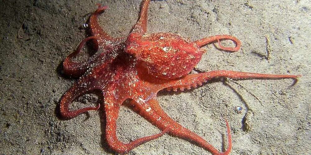 Морские животные. Обитатели морей и океанов осьминог. Морские животные красного цвета. Осьминоги которые есть глаза.