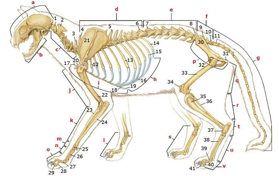 Строение кошки анатомия скелет. Скелет кота строение. Осевой скелет кошки. Строение скелета кошки Грудина. Анатомические особенности животных