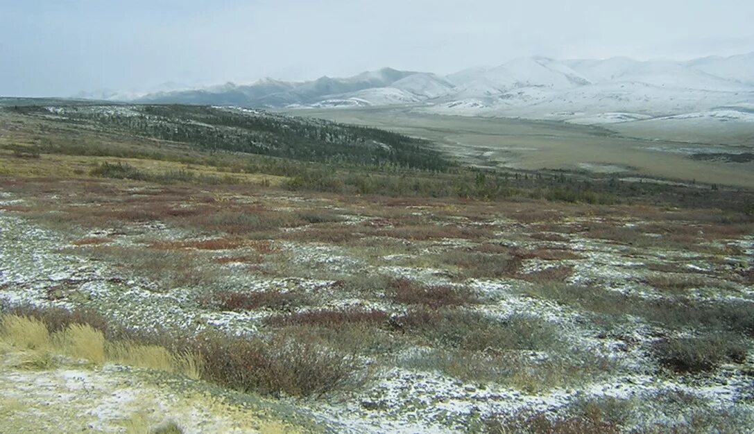 Арктические болота. Тундра лесотундра тундрово-глеевые. Тундра глеевые почвы. Тундрово торфяные озера Камчатки. Почвы тундры в Северной Америке.