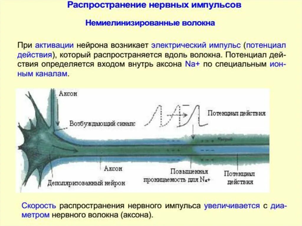 Скорость импульса мозга. Механизм возникновения нервного импульса. Распространение нервного импульса по аксону. Пердачанервного импульса. Схема проведения нервного импульса.