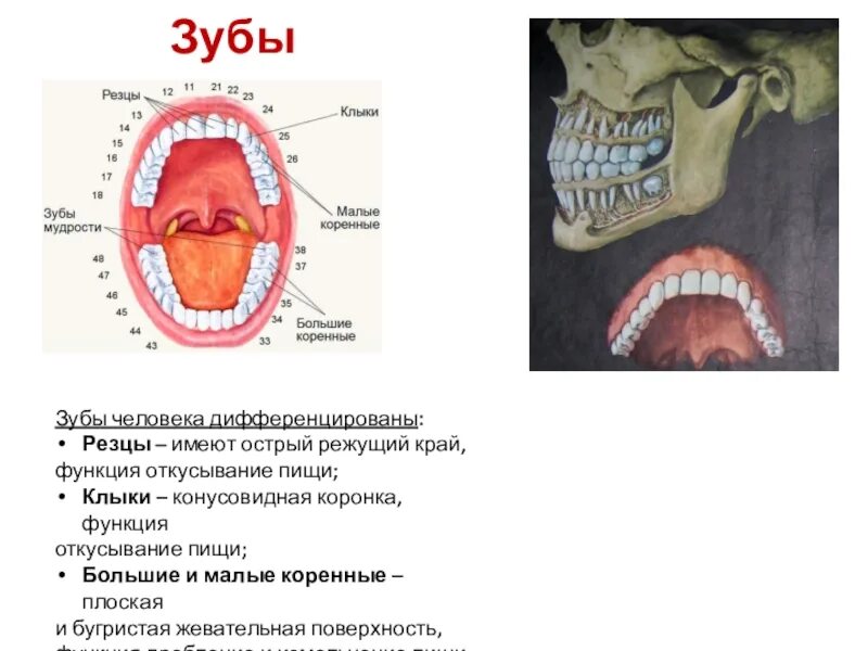 Функции резцов