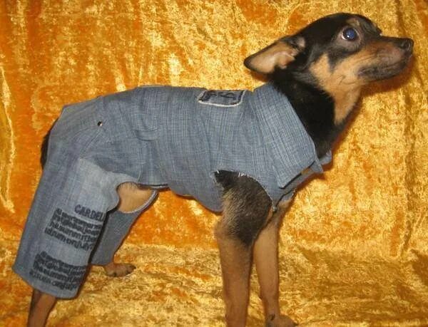 Выкройка комбинезона для собаки девочки той терьера. Выкройка комбинезона для щенка той терьера. Сшить той терьеру одежду. Выкройка на щенка той терьера. Попоны для собак теплые своими руками выкройка.