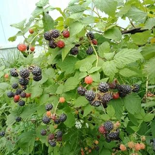 Сорт ежемалины кумберленд