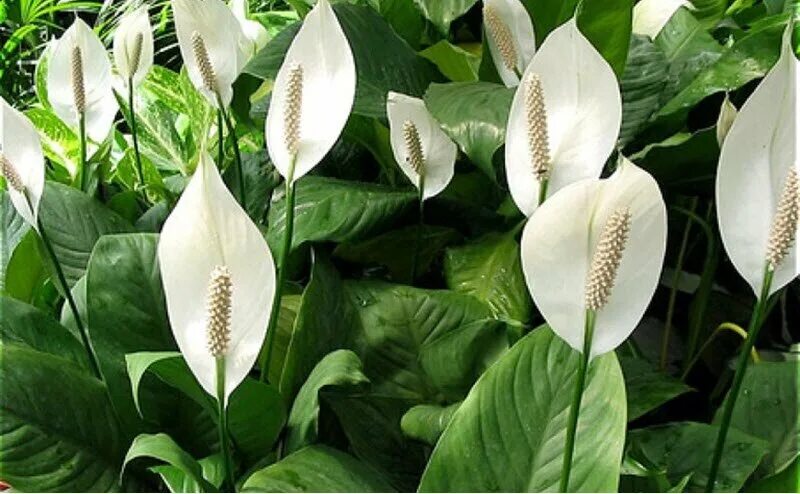 Спатифиллум женское счастье. Spathiphyllum blandum. Spathiphyllum montanum. Спатифиллум или женское счастье.