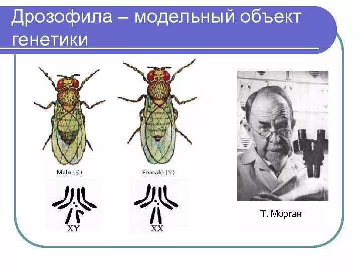 Создание хромосомной теории