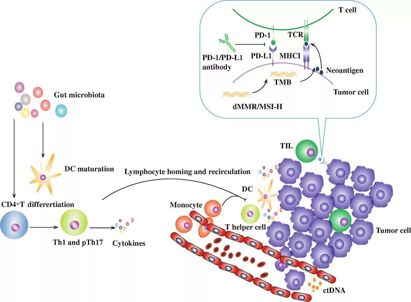 PD-1 and PD-l1 inhibitors. Pd1 Рецептор. Биомаркеры апоптоза. PD-l1-статус sp263 негативный.