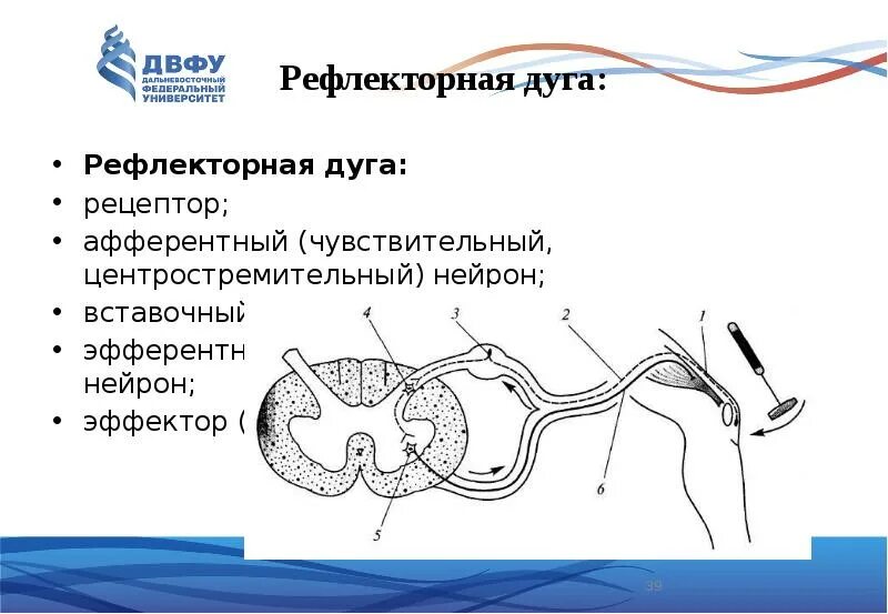 Установите правильную последовательность звеньев рефлекторной дуги. Рефлекторная дуга рецептор эфферентный нейрон. рефлекторная дуга вставочный нейрон чувствительный нейрон. схема рефлекторной дуги коленного рефлекса. на схеме рефлекторной дуги вставочный нейрон.