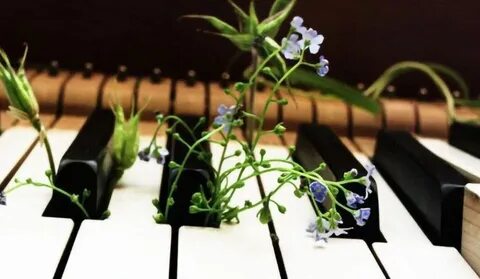 Plant music