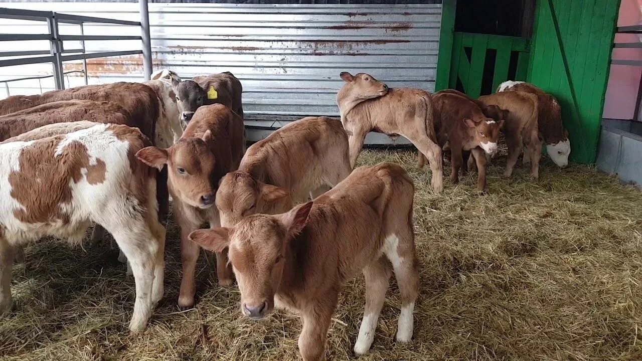 Сельхоз животных ставропольский край. Бычки симменталы 1 2 месяца. Бычки симменталы 2 месяца. Телята симменталы 1 месяц. Молодняк КРС симментальской породы.