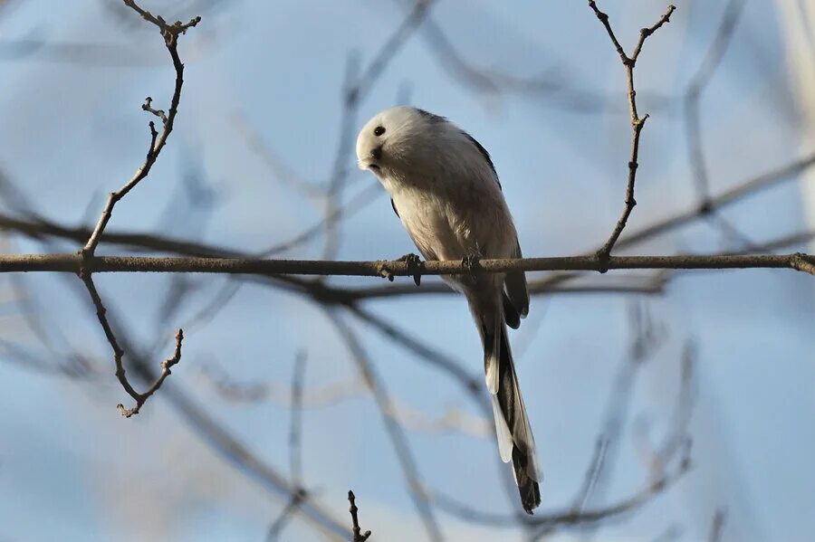 кто мне откликнулся в чаще лесной. примеры для зарослях.