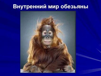 Обезьяны ответ