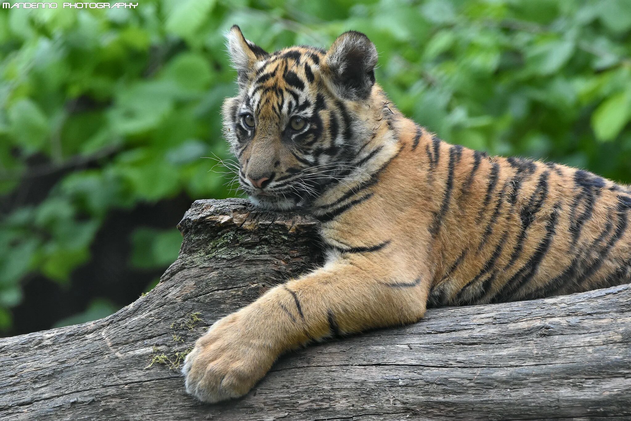 Tree tiger