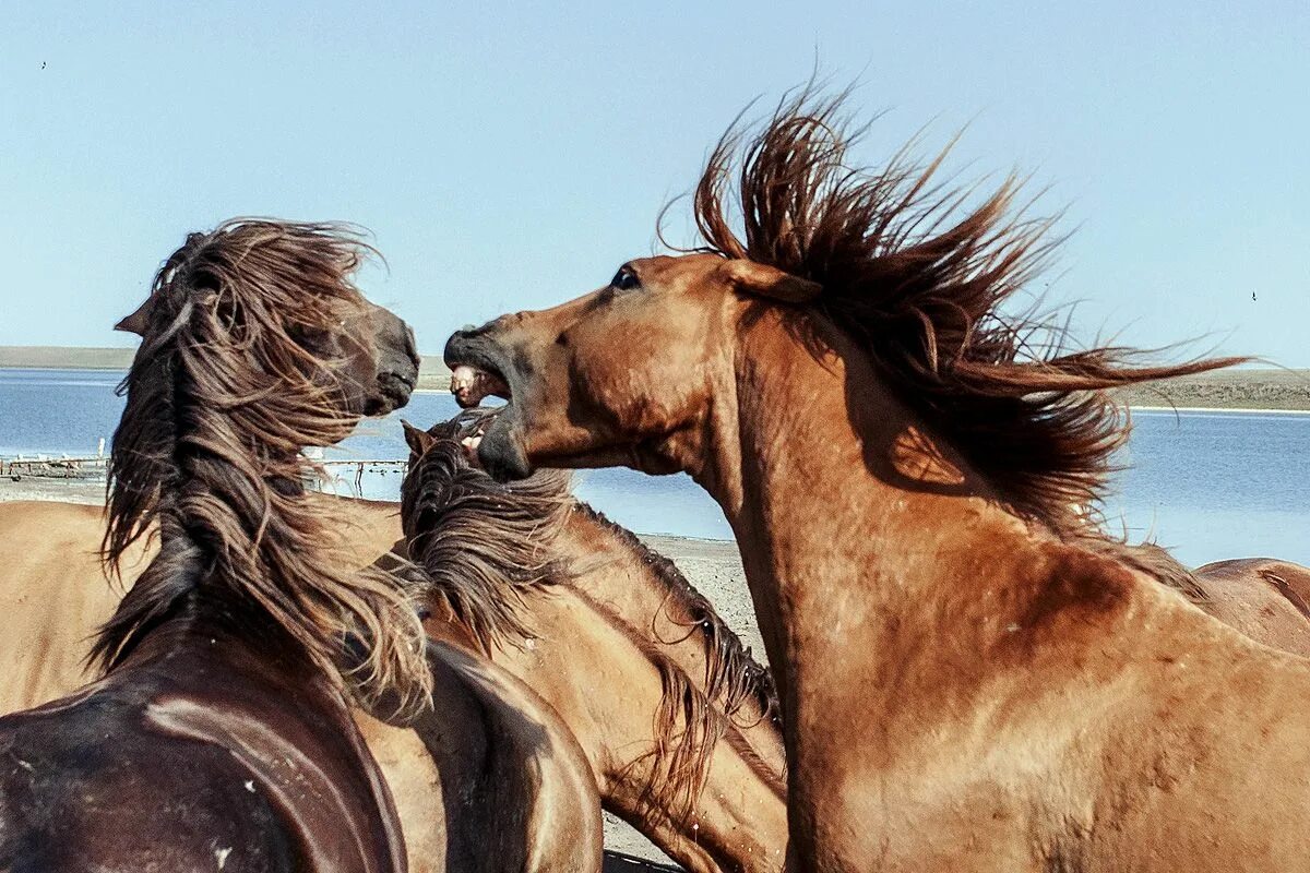 Wild horse islands the hunt. Ростовский заповедник Мустанги. Маныч Гудило лошади. Дикие лошади Ростовского заповедника. Остров диких мустангов в Ростовской области.