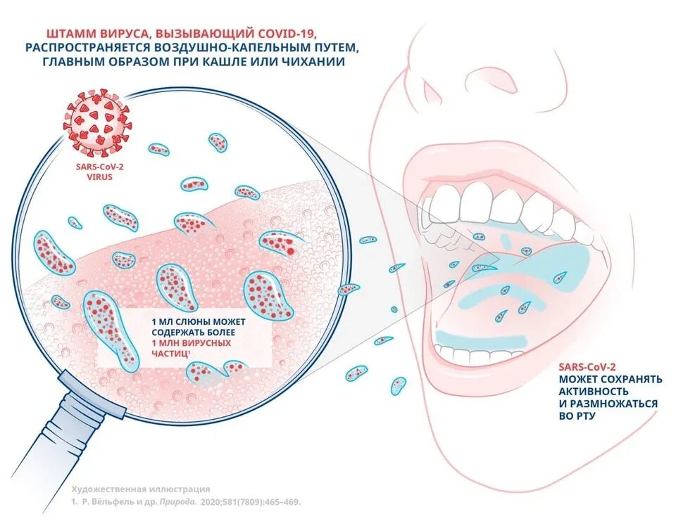 Вирусы через слюну. Штамм вируса. Штаммы SARS-cov-2.