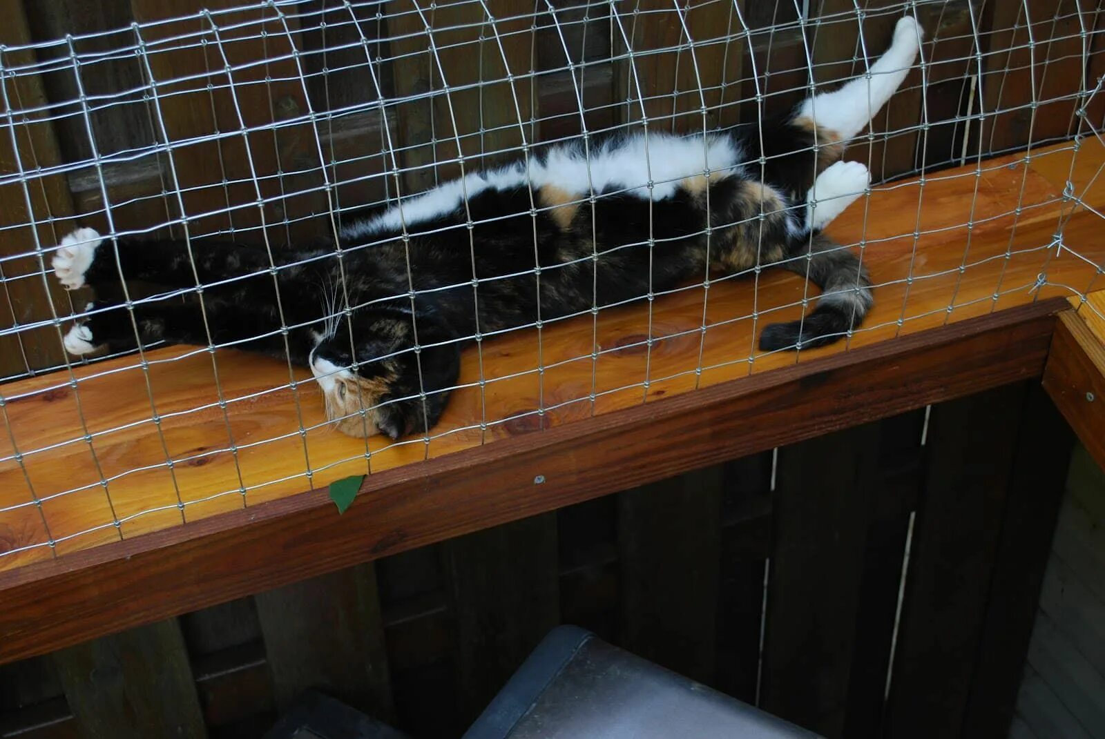 Build a cat
