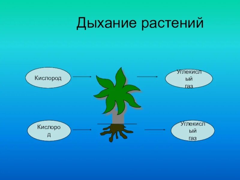 Что дышит у растений. Дыхание растений. Растения дышат углекислым газом. Дыхание растений кислород. Растения выдыхают углекислый ГАЗ.