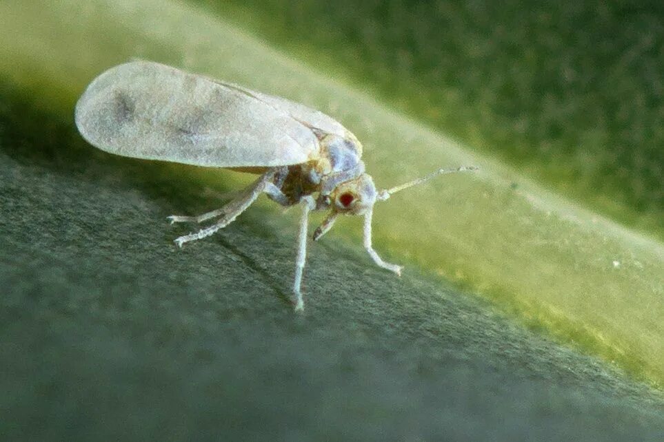 Белые летающие насекомые. Тепличная белокрылка имаго. Белокрылка оранжерейная тепличная. Белые летающие насекомые. Бабочка белокрылка.