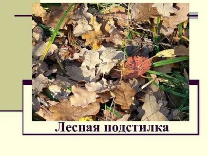 Превращается в опад