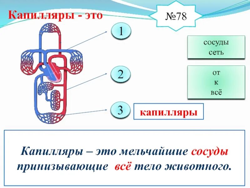 Какие вещества участвуют в транспорте веществ. Транспорт веществ в организме. Транспорт веществ в организме животных. Передвижение веществ у животных. Транспорт веществ в животном организме.