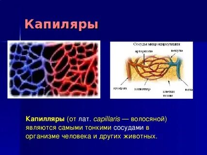 Густая капиллярная сеть где находится