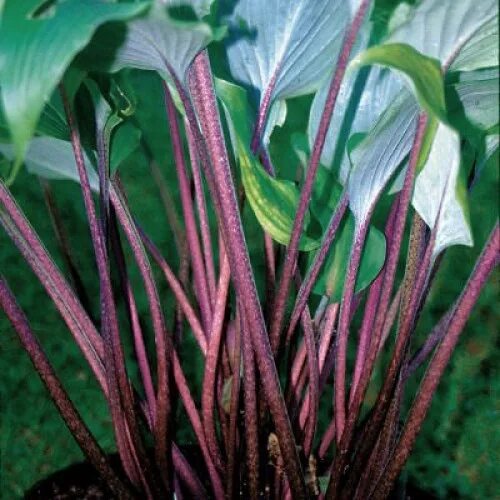 Red host. Red host. Хоста little red rooster. Red host. Хоста red hostas.