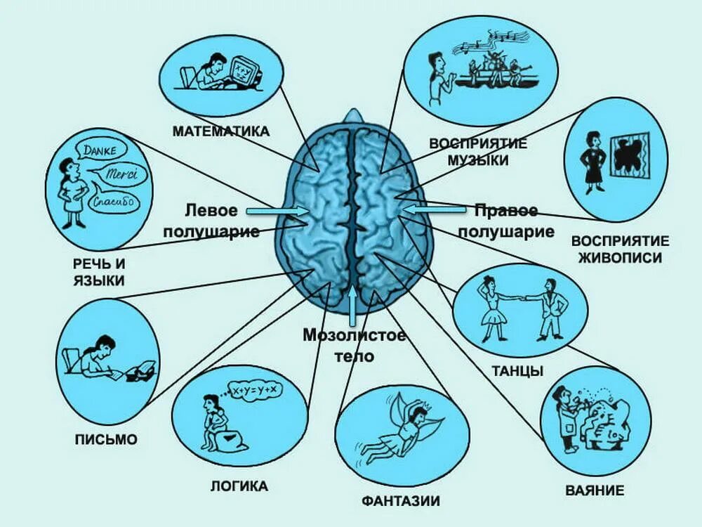 Зоны правого полушария мозга. Правое и левое полушарие мозга за что отвечают. За что отвечает левое полушарие головного мозга. Взаимосвязь полушарий мозга. За что отвечают полушария головного мозга человека левое и правое.