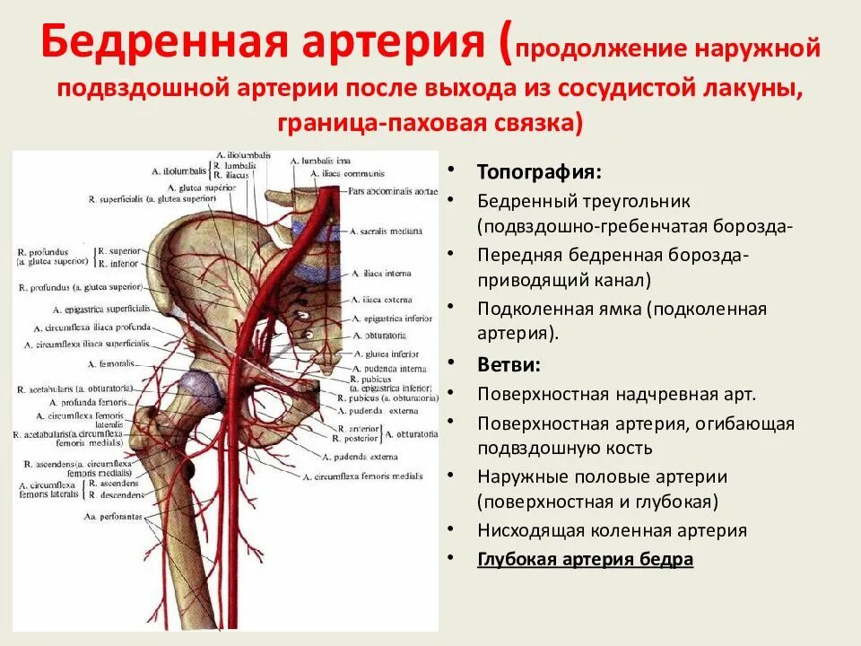 Бедренная артерия топография ветви области кровоснабжения. Наружная подвздошная артерия и Вена анатомия. Бифуркация бедренной артерии. Топография общей подвздошной артерии.